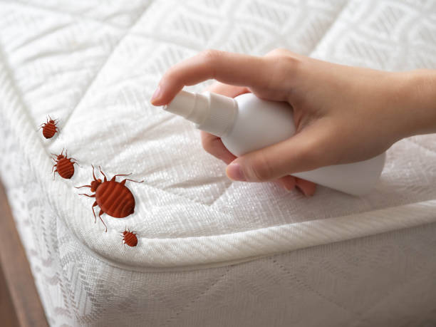 Best Spider Control Near Me  in Long Lake, IL