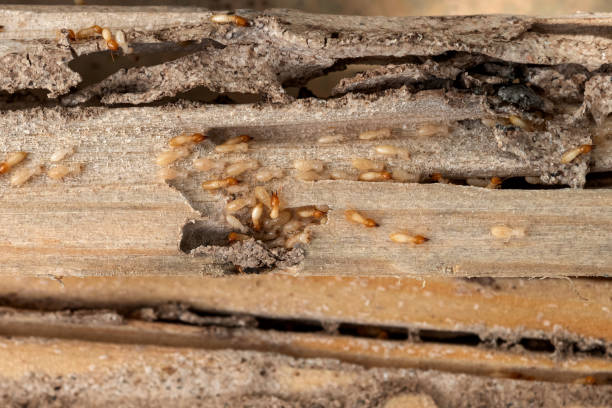 Best Pest Control for Businesses  in Long Lake, IL